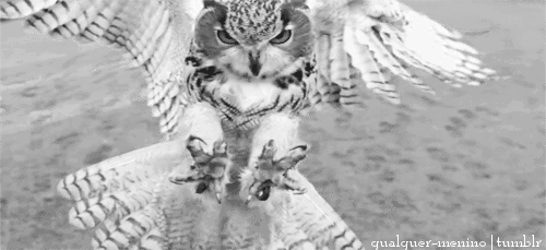 Myowls Animales Owl Gif On Gifer By Bandiwield