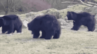 Animales Nuestro Gif En Gifer De Sternfang