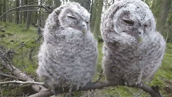 Bebe Owl Enfant Gif On Gifer By Kak