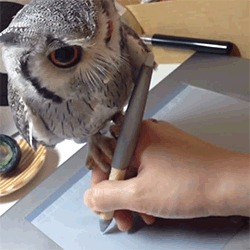 Gif Baby Owl Graphics Tablet Pets Animated Gif On Gifer By Mnera