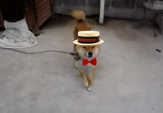 See more ideas about animals, cute animals, dog cat. Animals Wearing Hats Baile Sombrero Gif On Gifer By Mikam