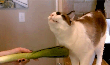 CrizantemÄ A Inlocui ComplicaÈii Cat Rolling Happy Gif Teforum Org