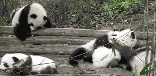 Baby Monkey Animais Tiere Gif On Gifer By Sharphammer