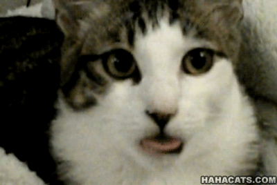 Animais Tiere Langue Gif Find On Gifer