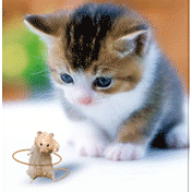 Dapatkan Gambar Alasan Kucing Suka Makan Tikus Catlovers Id Terbaru by Lampunghits.com