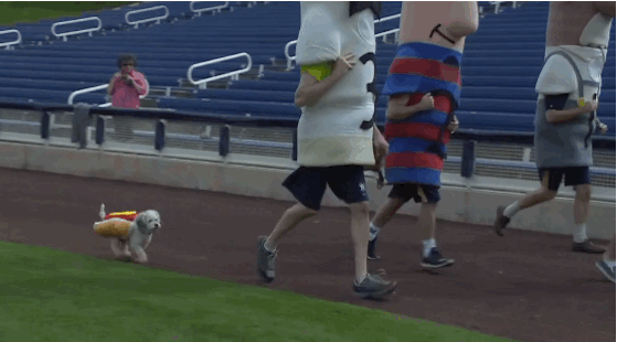 pic Fast Running Dog Gif gif incoming puppy dog perrito