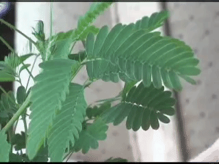 Pudica Mimosa Gif Find On Gifer