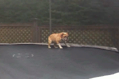 Trampoline Gif Find On Gifer