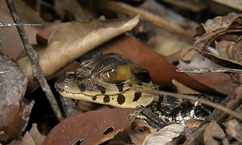 Gif Reptiles Natureza Tiere Animated Gif On Gifer