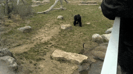 Exhibit Gorilla Zoo Gif Auf Gifer Finden