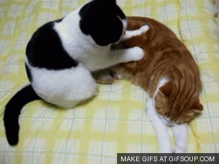 Knead Animais Tiere Gif Find On Gifer