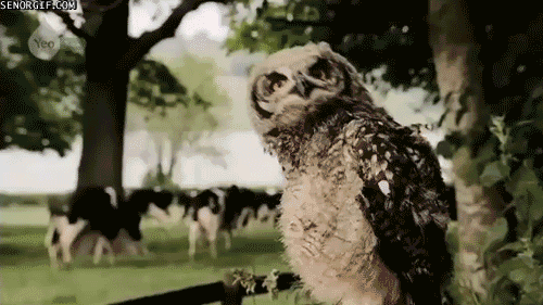 Ooooooo Girl Cabeza Head Gif On Gifer By Anayalis