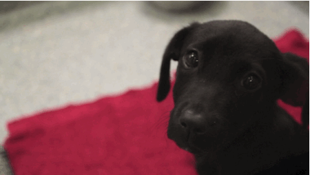 pix Sad Puppy Dog Eyes Gif puppy eyes gif find on gifer
