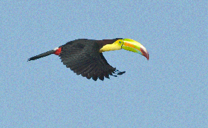 bird animated animation fly wings toucans gifer favim beak px dimensions everyone don