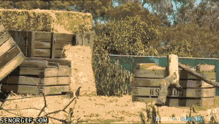 Gif Tiere Animais Cae Animated Gif On Gifer By Augas