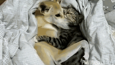 pix Dog And Cat Hug Gif gifer
