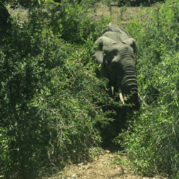Gif Safari Animals Vacation Animated Gif On Gifer