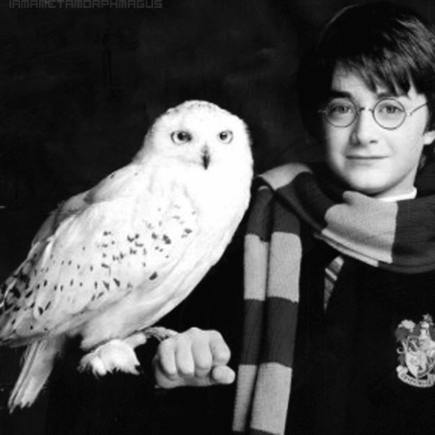 Hedwig Gif Find On Gifer