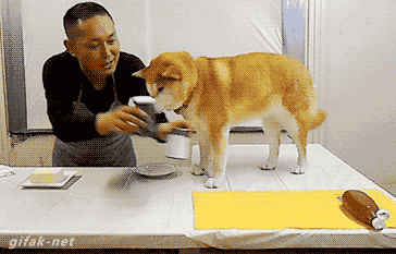 Gif Btch Jefe Animales Graciosos Gif Animado En Gifer