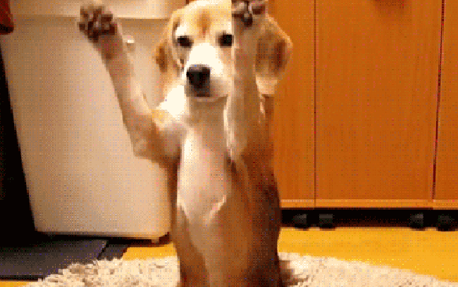 Perrito Pelota Gif Find On Gifer