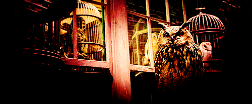 Harry Potter Gif Find On Gifer