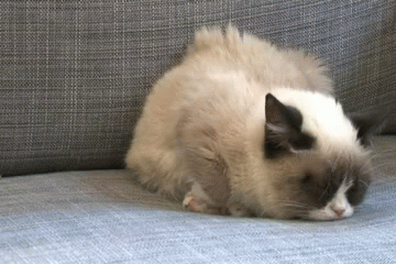 Grumpy Cat Gif On Gifer By Vocage
