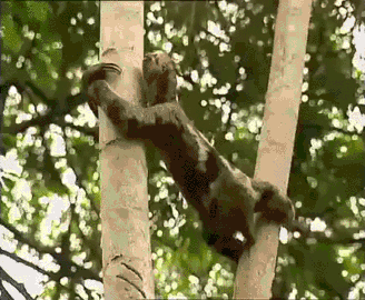 Switching Branches Gif Sur Gifer Par Whisperblade