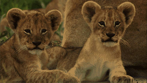 Animais Tiere Gif Find On Gifer