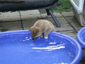 Animais Tiere Agua Gif Find On Gifer
