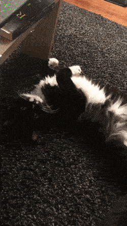 Wettbewerb Competition Gif Find On Gifer
