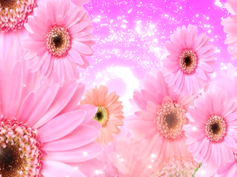 Flower Flores Blume Gif Find On Gifer