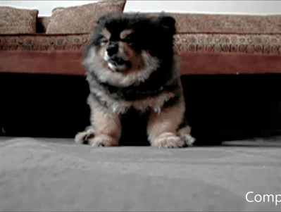 Animais Tiere Animaux Gif On Gifer By Agamamath