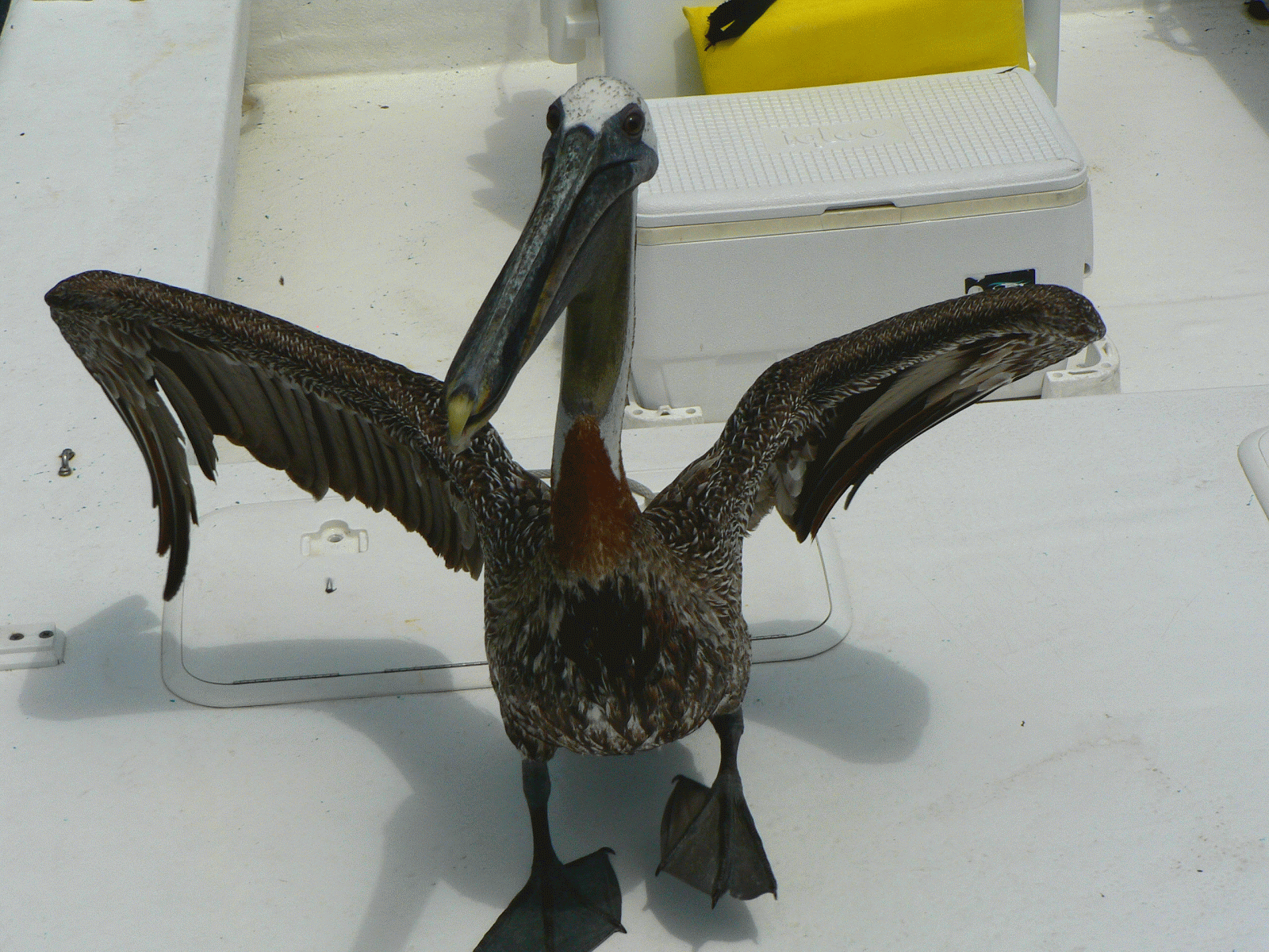 Pelican GIF - Find on GIFER