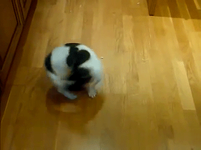 photo Dog Chasing His Tail Gif hund gif auf gifer finden