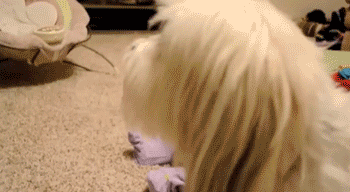 Enfants Dogs Animales Graciosos Gif Find On Gifer