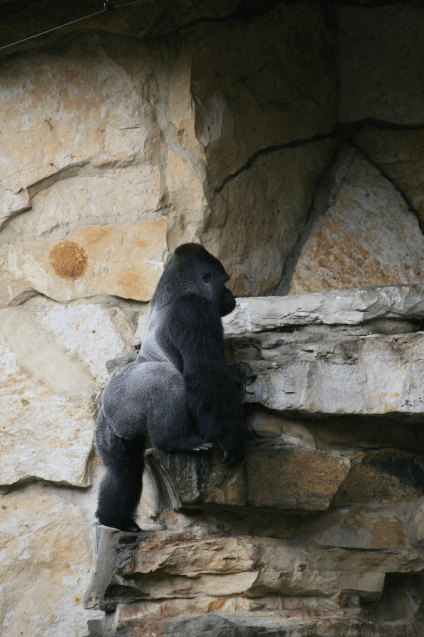Gorilla Gorille Gif Find On Gifer