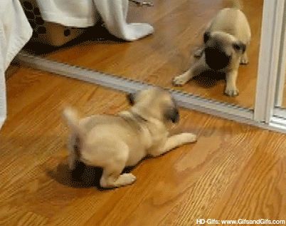 pic Cute Puppy Moving Gifs gifer