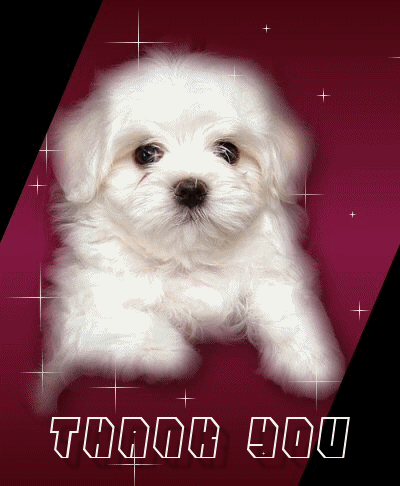 pix Puppy Thank You Gif Dog perrito puppy cachorro gif find on gifer