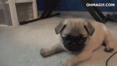 pic Cute Puppy Moving Gifs gifer