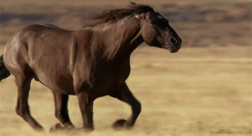 Tiere Animais Animaux Gif Find On Gifer