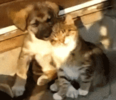 Seite Animais Animaux Gif On Gifer By Spellseeker