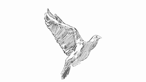images Flying Bird Gif fly away bird gif find on gifer