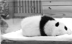 Bebe Animais Tiere Gif Find On Gifer