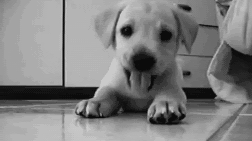 Gif Bebe Animales Enfant Animated Gif On Gifer