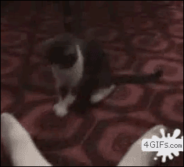 Gata Baila Gif Buscar En Gifer