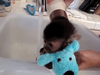 Monkey Business Gif Find On Gifer