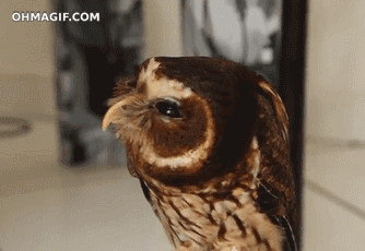 Funny Gifs Funny Gif Vsgif Com