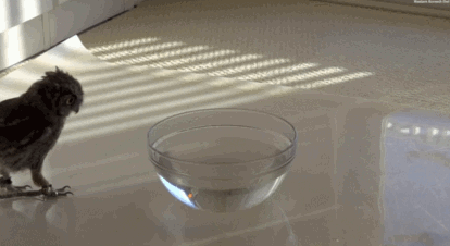 Funny Gifs Owl Gif Vsgif Com