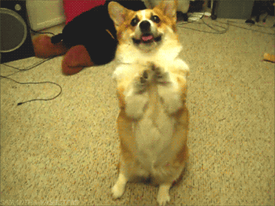 Begging for karma in the comments may earn you a lengthy (perhaps infinite) ban. Funny Gifs Corgi Gif Vsgif Com