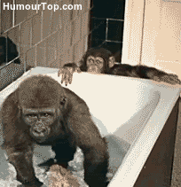 Funny Gifs Gorilla Gif Vsgif Com